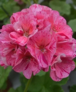 Pink Glitter Geraniums Live Plant - Fragrant Bicolor Flowers - 5-8