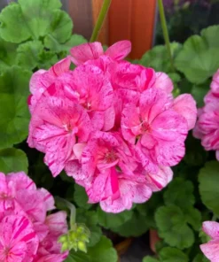 Pink Glitter Geraniums Live Plant - Fragrant Bicolor Flowers - 5-8