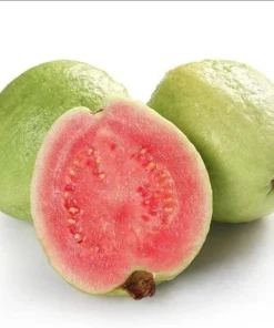 Pink Guava Live Plant - Sweet Tropical Fruit Tree Seedling, 4-8 Inch Tall, 4 Inch Pot - Image 3