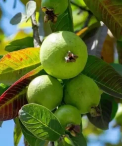 Pink Guava Live Plant - Sweet Tropical Fruit Tree Seedling, 4-8 Inch Tall, 4 Inch Pot - Image 4