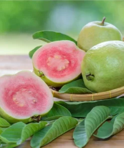 Pink Guava Live Plant - Sweet Tropical Fruit Tree Seedling, 4-8 Inch Tall, 4 Inch Pot - Image 5