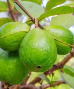 Pink Guava Live Plant - Sweet Tropical Fruit Tree Seedling, 4-8 Inch Tall, 4 Inch Pot - Image 9