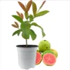 Pink Guava Live Plant - Sweet Tropical Fruit Tree Seedling, 4-8 Inch Tall, 4 Inch Pot - Image 1
