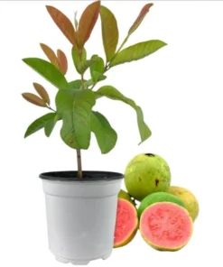 Pink Guava Live Plant - Sweet Tropical Fruit Tree Seedling, 4-8 Inch Tall, 4 Inch Pot - Image 1