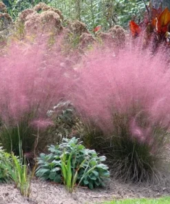 Pink Muhly Grass Live Plant - Muhlenbergia Capillaris Ornamental Grass 5-9