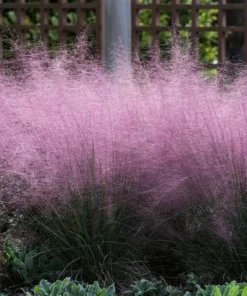 Pink Muhly Grass Live Plant - Muhlenbergia Capillaris Ornamental Grass 5-9
