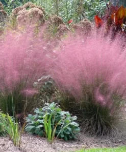 Pink Muhly Grass Live Plant - Muhlenbergia Capillaris Ornamental Grass 5-9" Tall - Image 1