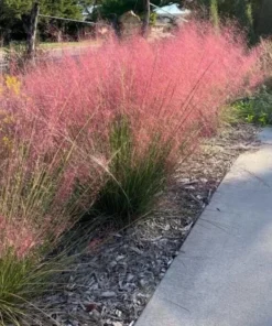 Pink Muhly Grass Live Plant - Set of 2, 5-9" Tall, Hardy Ornamental Grass - Image 2