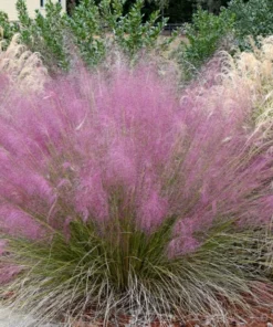 Pink Muhly Grass Live Plant - Set of 2, 5-9