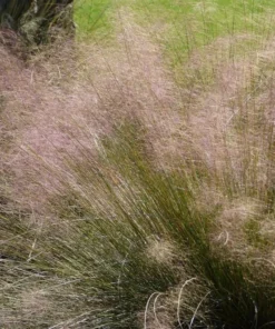 Pink Muhly Grass Live Plant - Set of 2, 5-9
