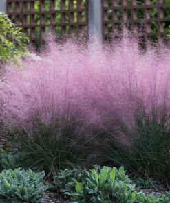 Pink Muhly Grass Live Plant - Set of 2, 5-9" Tall, Hardy Ornamental Grass - Image 1
