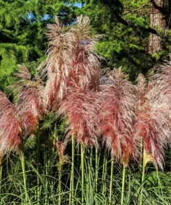 Pink Pampas Grass Plant - Cortaderia Selloana Rosea Live Starter, 5-9 Inch Tall - Image 2
