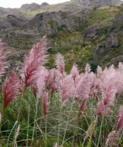 Pink Pampas Grass Plant - Cortaderia Selloana Rosea Live Starter, 5-9 Inch Tall - Image 3