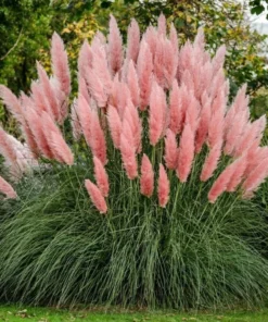 Pink Pampas Grass Plant - Cortaderia Selloana Rosea Live Starter, 5-9 Inch Tall - Image 4