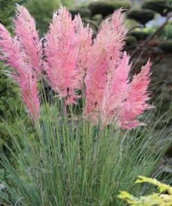 Pink Pampas Grass Plant - Cortaderia Selloana Rosea Live Starter, 5-9 Inch Tall - Image 5