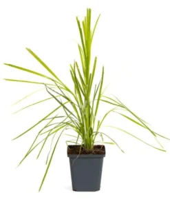 Pink Pampas Grass Plant - Cortaderia Selloana Rosea Live Starter, 5-9 Inch Tall - Image 6