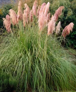 Pink Pampas Grass Plant - Cortaderia Selloana Rosea Live Starter, 5-9 Inch Tall - Image 7