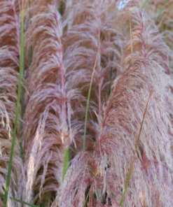 Pink Pampas Grass Plant - Cortaderia Selloana Rosea Live Starter, 5-9 Inch Tall - Image 8