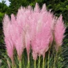 Pink Pampas Grass Plant - Cortaderia Selloana Rosea Live Starter, 5-9 Inch Tall - Image 1