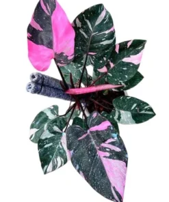 Pink Princess Philodendron Live Plant - 5-8" Tall, Vibrant Variegated Foliage - Image 2