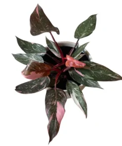 Pink Princess Philodendron Live Plant - 5-8