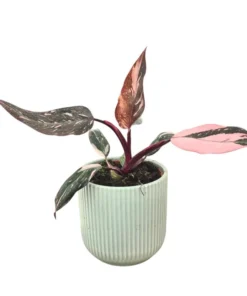 Pink Princess Philodendron Live Plant - 5-8
