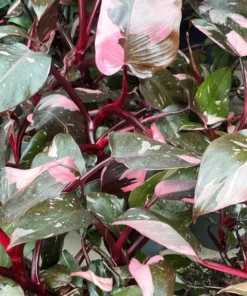 Pink Princess Philodendron Live Plant - 5-8