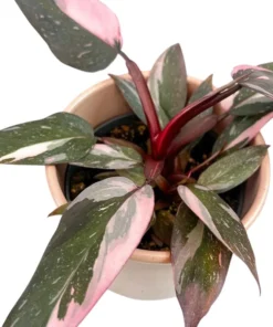Pink Princess Philodendron Live Plant - 5-8