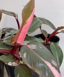 Pink Princess Philodendron Live Plant - 5-8