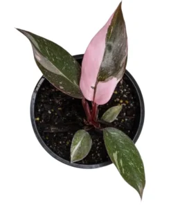 Pink Princess Philodendron Live Plant - 5-8