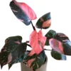 Pink Princess Philodendron Live Plant - 5-8" Tall, Vibrant Variegated Foliage - Image 1