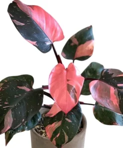 Pink Princess Philodendron Live Plant - 5-8" Tall, Vibrant Variegated Foliage - Image 1