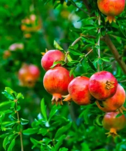 Pomegranate Live Starter Plant - Sweet Fruit Tree, 4-8 Inch Tall, 4 Inch Pot - Image 2