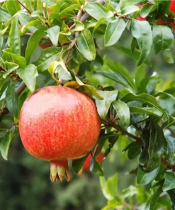 Pomegranate Live Starter Plant - Sweet Fruit Tree, 4-8 Inch Tall, 4 Inch Pot - Image 3