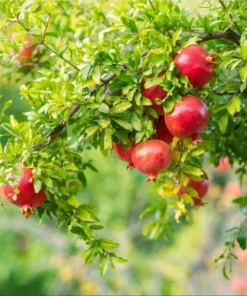 Pomegranate Live Starter Plant - Sweet Fruit Tree, 4-8 Inch Tall, 4 Inch Pot - Image 4