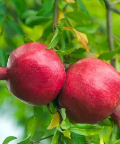 Pomegranate Live Starter Plant - Sweet Fruit Tree, 4-8 Inch Tall, 4 Inch Pot - Image 5