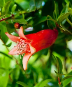 Pomegranate Live Starter Plant - Sweet Fruit Tree, 4-8 Inch Tall, 4 Inch Pot - Image 6