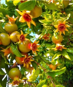 Pomegranate Live Starter Plant - Sweet Fruit Tree, 4-8 Inch Tall, 4 Inch Pot - Image 7