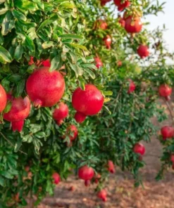 Pomegranate Live Starter Plant - Sweet Fruit Tree, 4-8 Inch Tall, 4 Inch Pot - Image 8