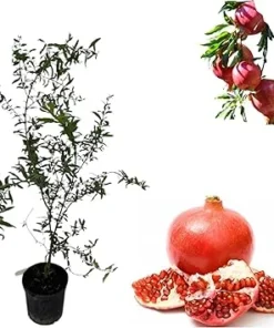 Pomegranate Tree Live Plant 3-4 Ft Tall - Sweet Fruit Punica Granatum 3 Gallon Pot - Image 2