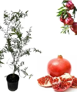 Pomegranate Tree Live Plant 3-4 Ft Tall, Sweet Fruit, 3 Gallon Pot, Punica Granatum - Image 6