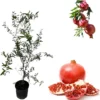 Pomegranate Tree Live Plant 3-4 Ft Tall, Sweet Fruit, 3 Gallon Pot, Punica Granatum - Image 1