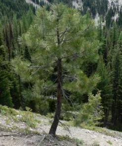 Ponderosa Pine Live Plant - 3 Inch Pot Evergreen Conifer for Landscaping - Image 2