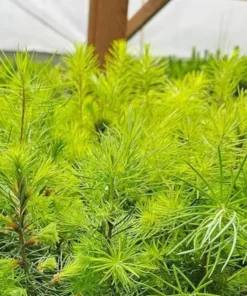 Ponderosa Pine Live Plant - 3 Inch Pot Evergreen Conifer for Landscaping - Image 4