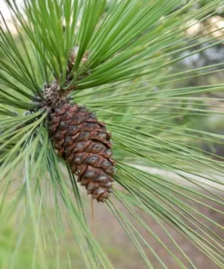 Ponderosa Pine Live Plant - 3 Inch Pot Evergreen Conifer for Landscaping - Image 6