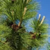 Ponderosa Pine Live Plant - 3 Inch Pot Evergreen Conifer for Landscaping - Image 1