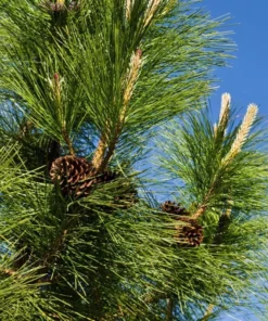Ponderosa Pine Live Plant - 3 Inch Pot Evergreen Conifer for Landscaping - Image 1