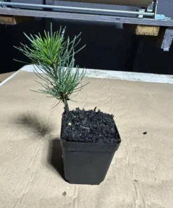 Ponderosa Pine Live Trees - Set of 4 Saplings, 3 Inch Pots, Outdoor Conifer - Image 2