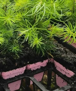 Ponderosa Pine Live Trees - Set of 4 Saplings, 3 Inch Pots, Outdoor Conifer - Image 3