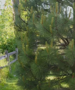 Ponderosa Pine Live Trees - Set of 4 Saplings, 3 Inch Pots, Outdoor Conifer - Image 6